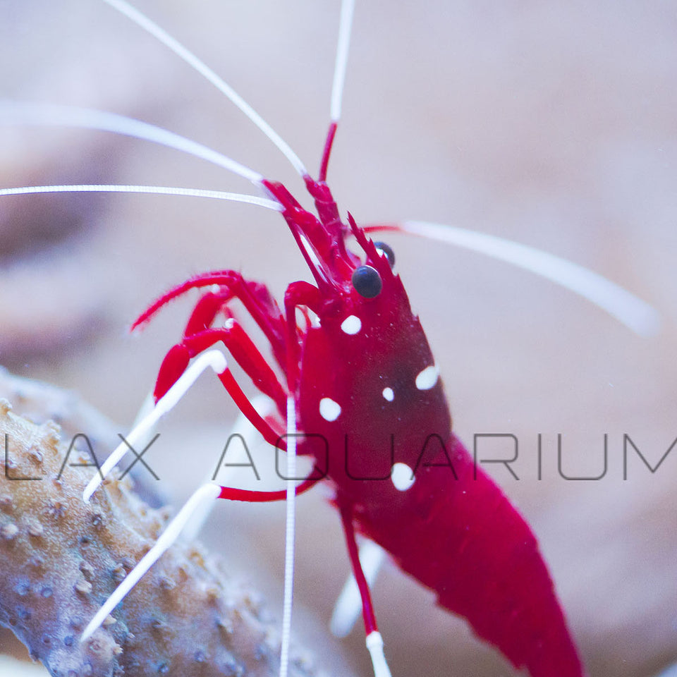 Shrimp (Aquarium) for sale