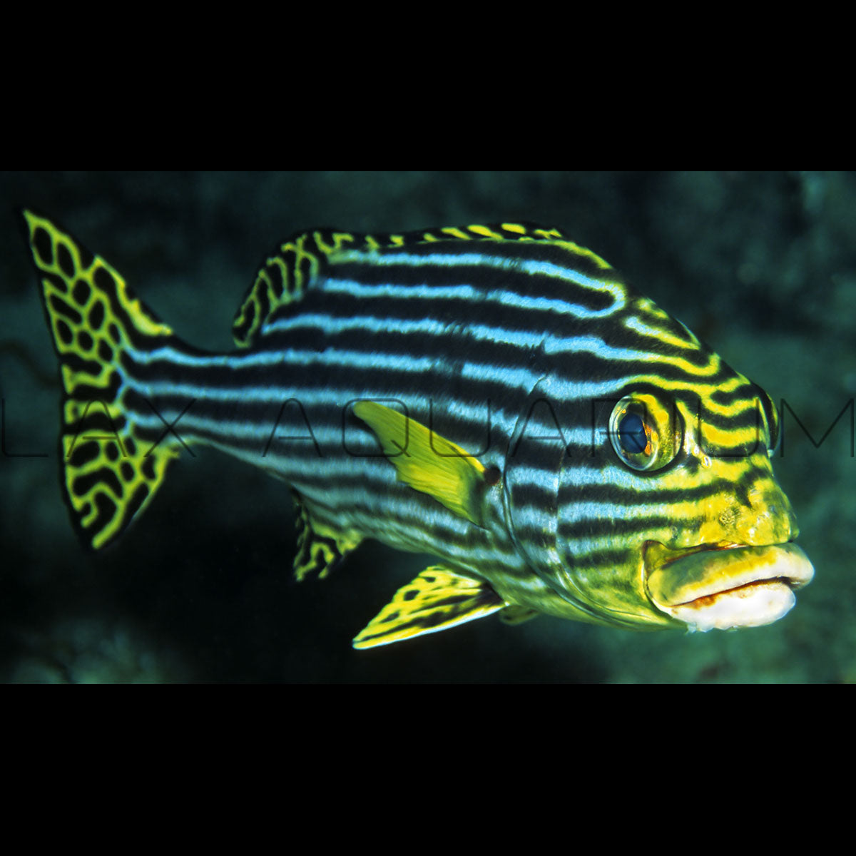 Sweetlips for sale – LAXAquarium.com