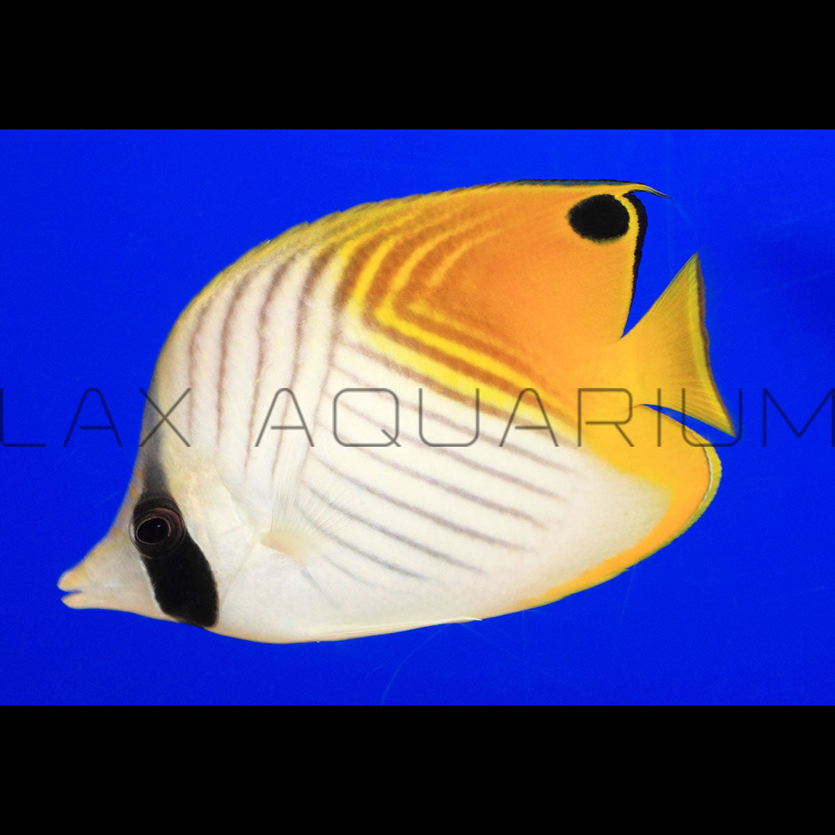 Butterfly Fish for Sale LAXAquarium