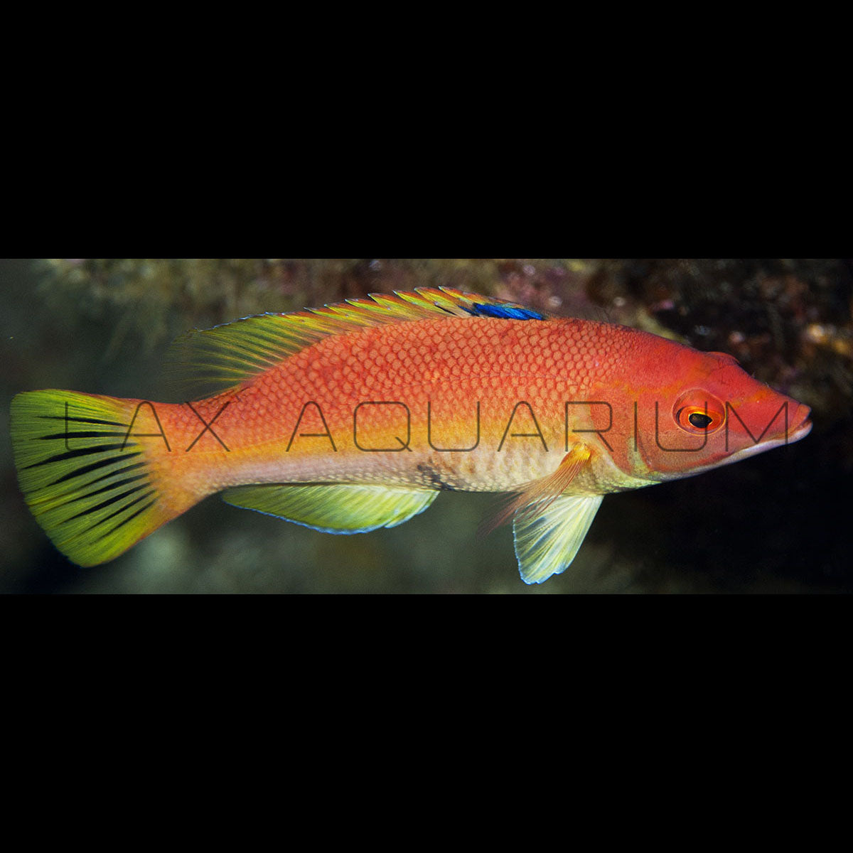 Hogfish for sale LAXAquarium