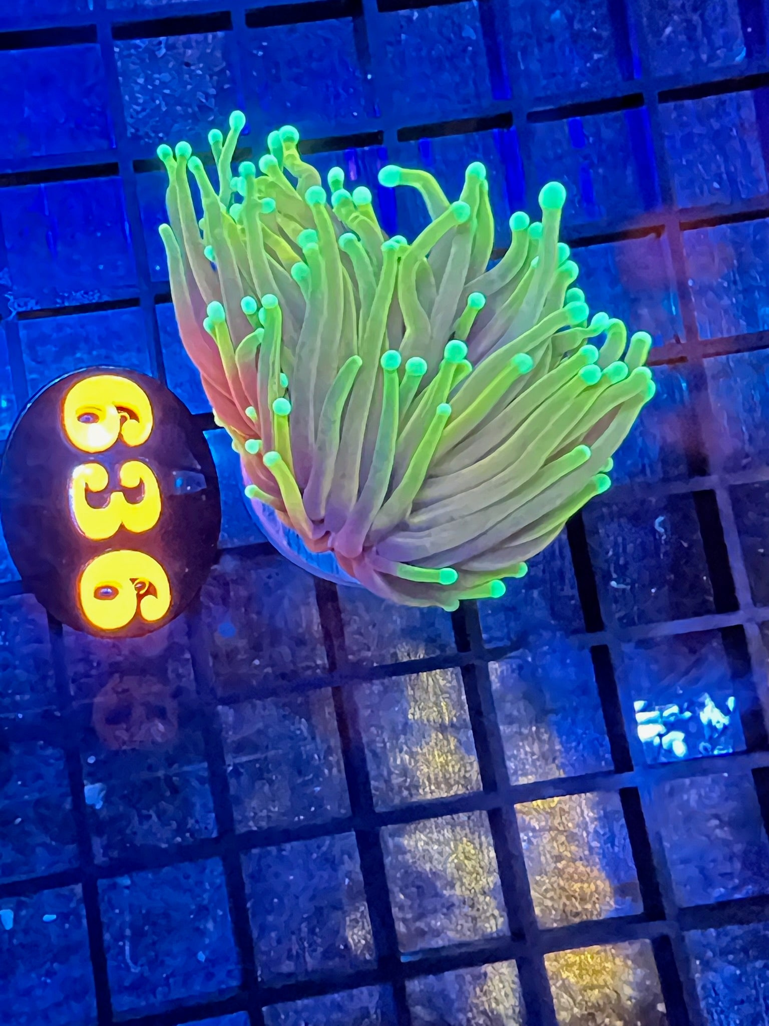 Episode 369 Live Sale Orange Tag 003 FRAG PACK Get This Amazing WYSIWYG Coral Direct from LAX