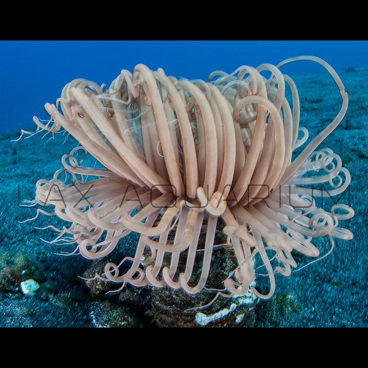Find the best Long Tentacle Anemone for sale at LAX Aquarium