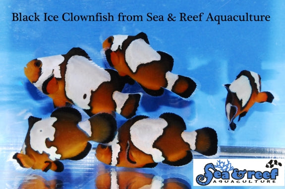 Detail photo for Black Ice Clownfish