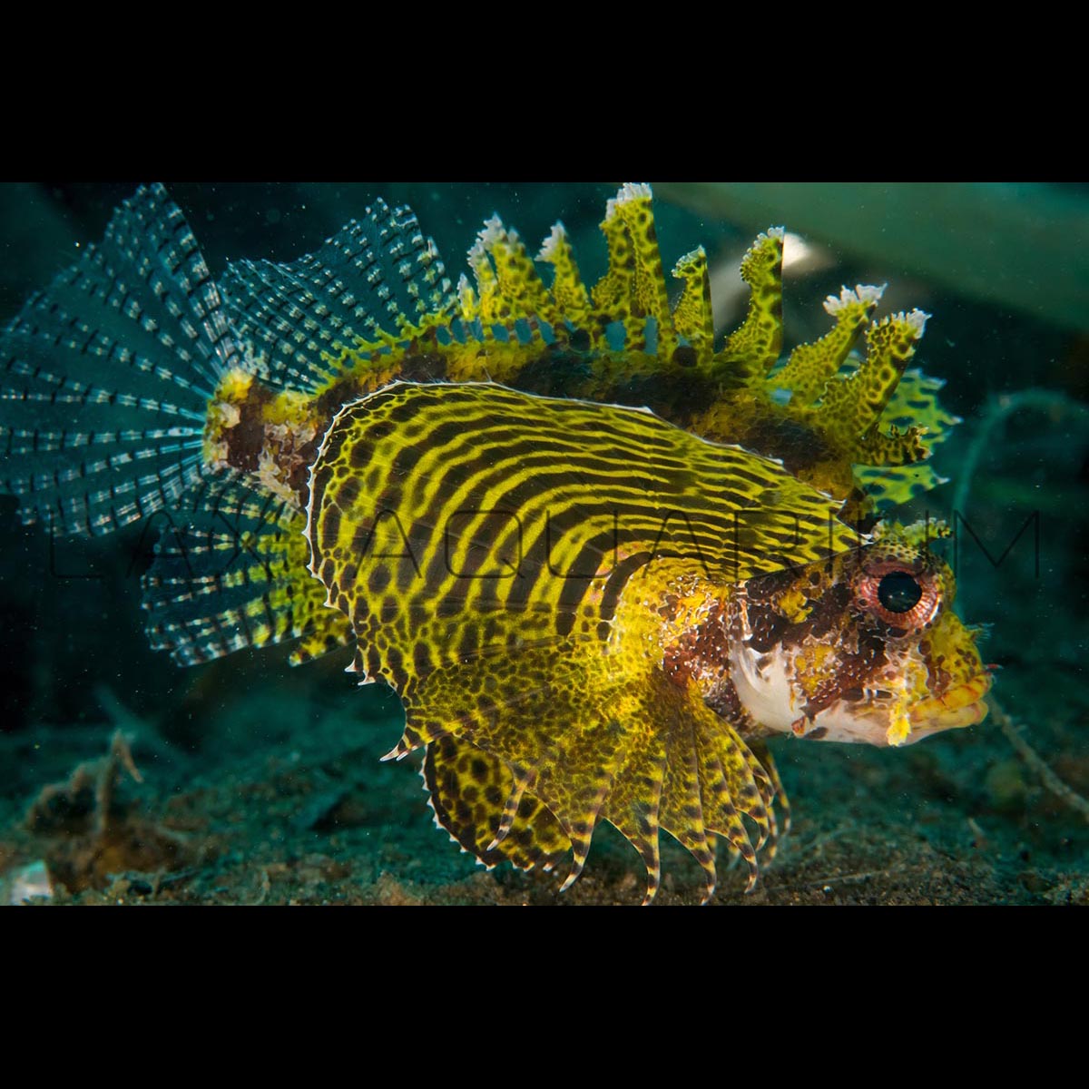 Find the best Fuzzy Dwarf Lions for sale at LAX Aquarium – LAXAquarium