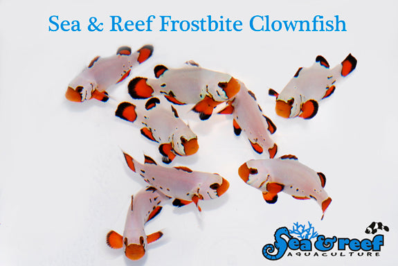 Detail photo for Frostbite Clownfish
