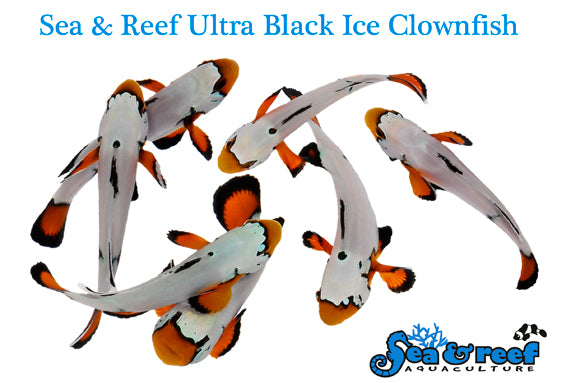 Detail photo for Ultra Black Ice Clownfish