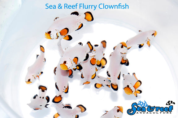 Detail photo for Flurry Clownfish
