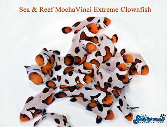 Detail photo for MochaVinci Extreme Clownfish