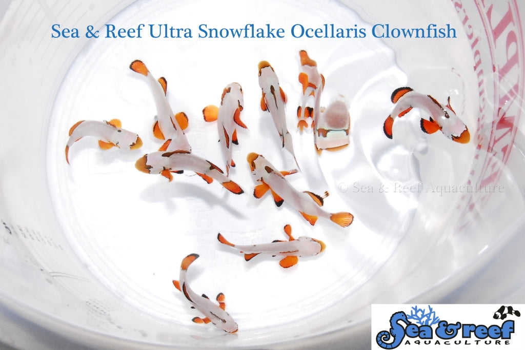 Detail photo for Ultra Snowflake Clownfish