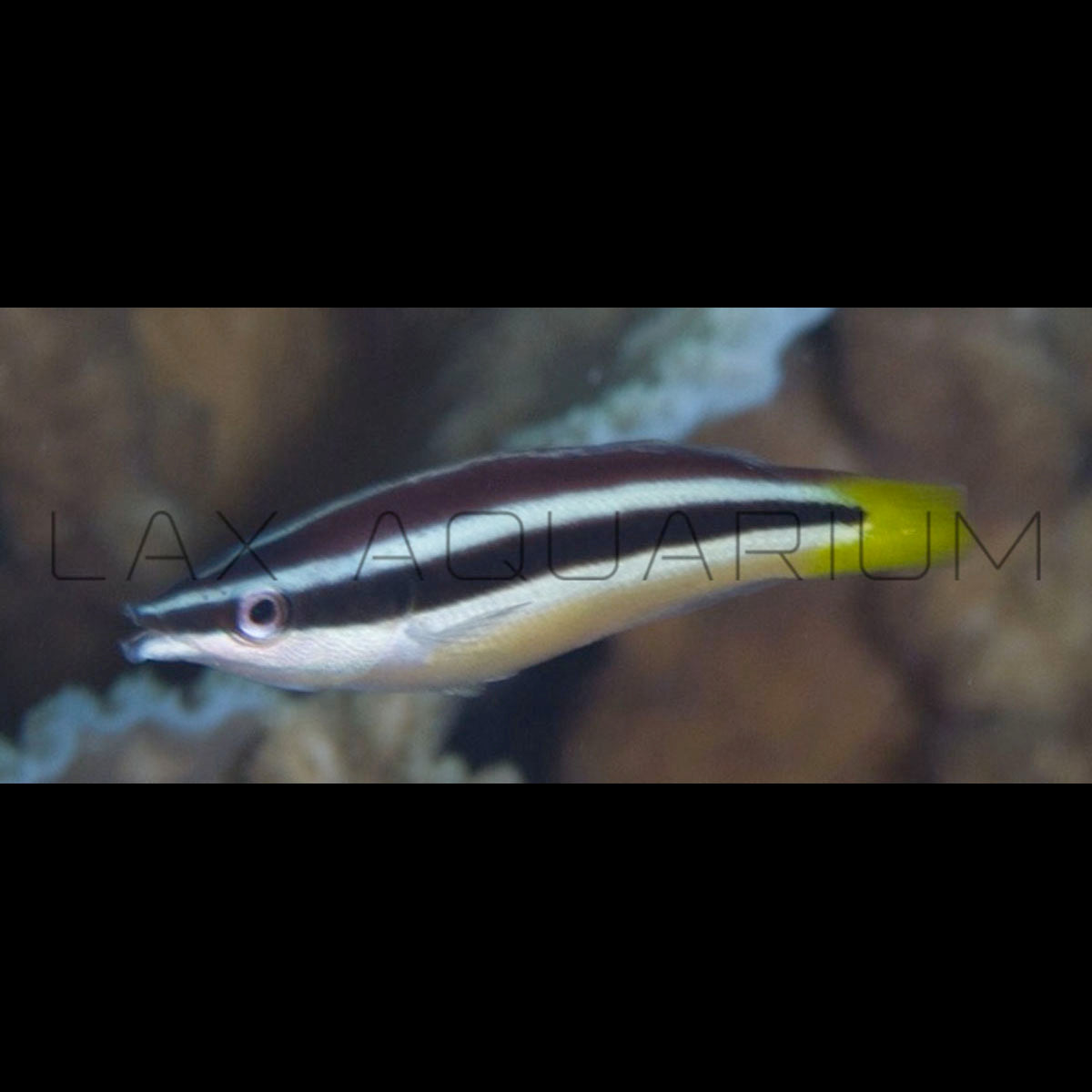 Yellowtail Cleaner Wrasse