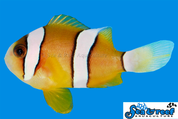 Detail photo for Clarkii Clownfish