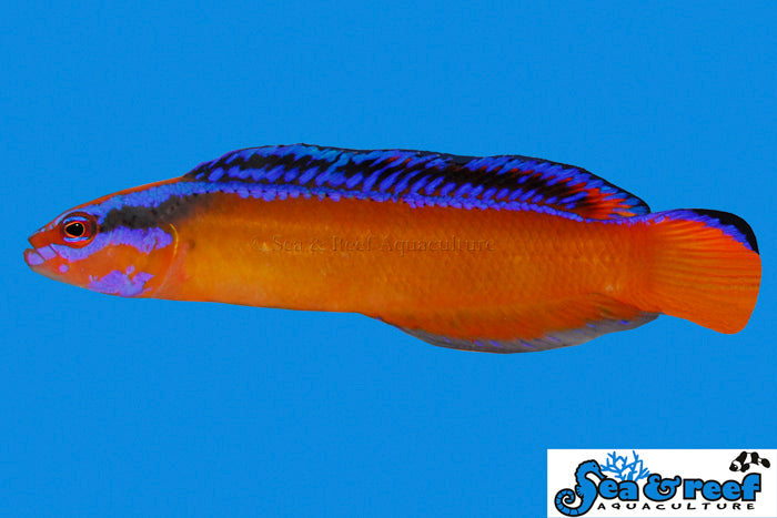 The best Neon Dottyback Dottybacks for sale – LAXAquarium