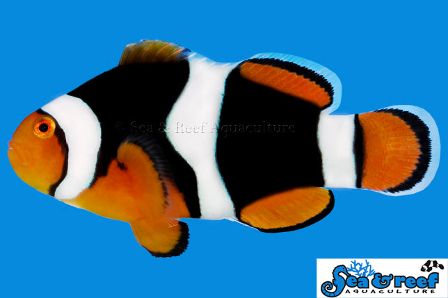 Detail photo for Onyx (C-Quest line) Clownfish