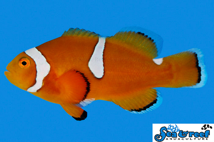 Detail photo for Misbar Percula Clownfish