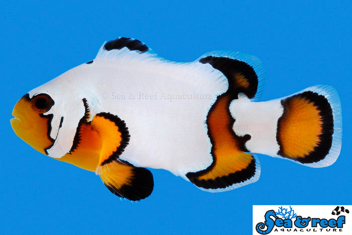 blacker ice clownfish