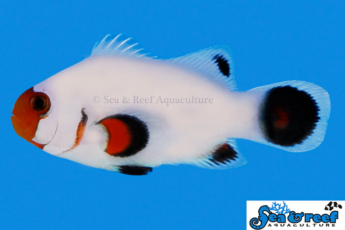 Detail photo for Wyoming White Clownfish