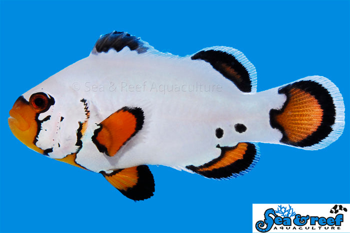 Detail photo for Flurry Clownfish