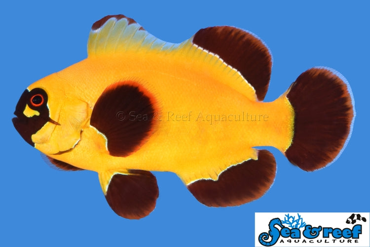 Detail photo for Gold Nugget Maroon Clownfish