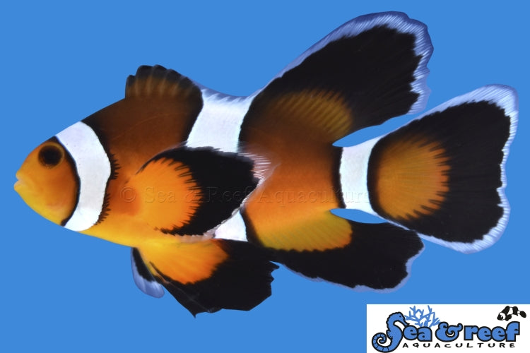 Detail photo for Longfin Mocha Clownfish