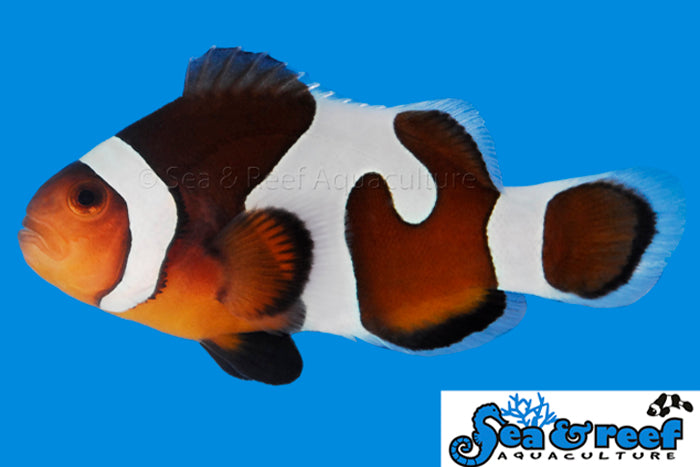 Detail photo for MochaVinci Grade B Clownfish