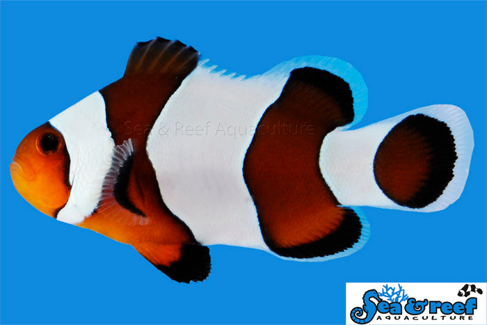 Detail photo for Wide Bar Mocha Gladiator Clownfish