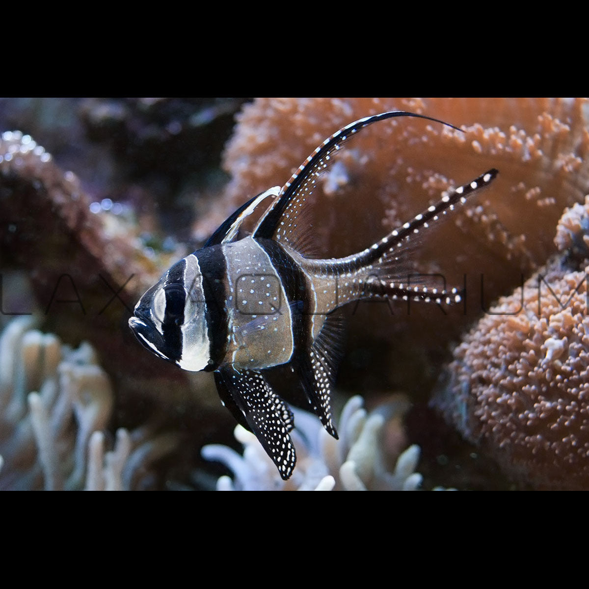 Cardinalfish for Sale – LAXAquarium