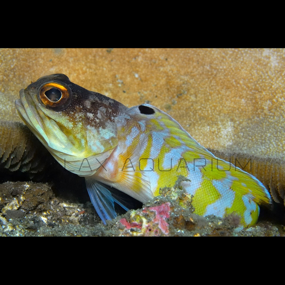 Jawfish for sale