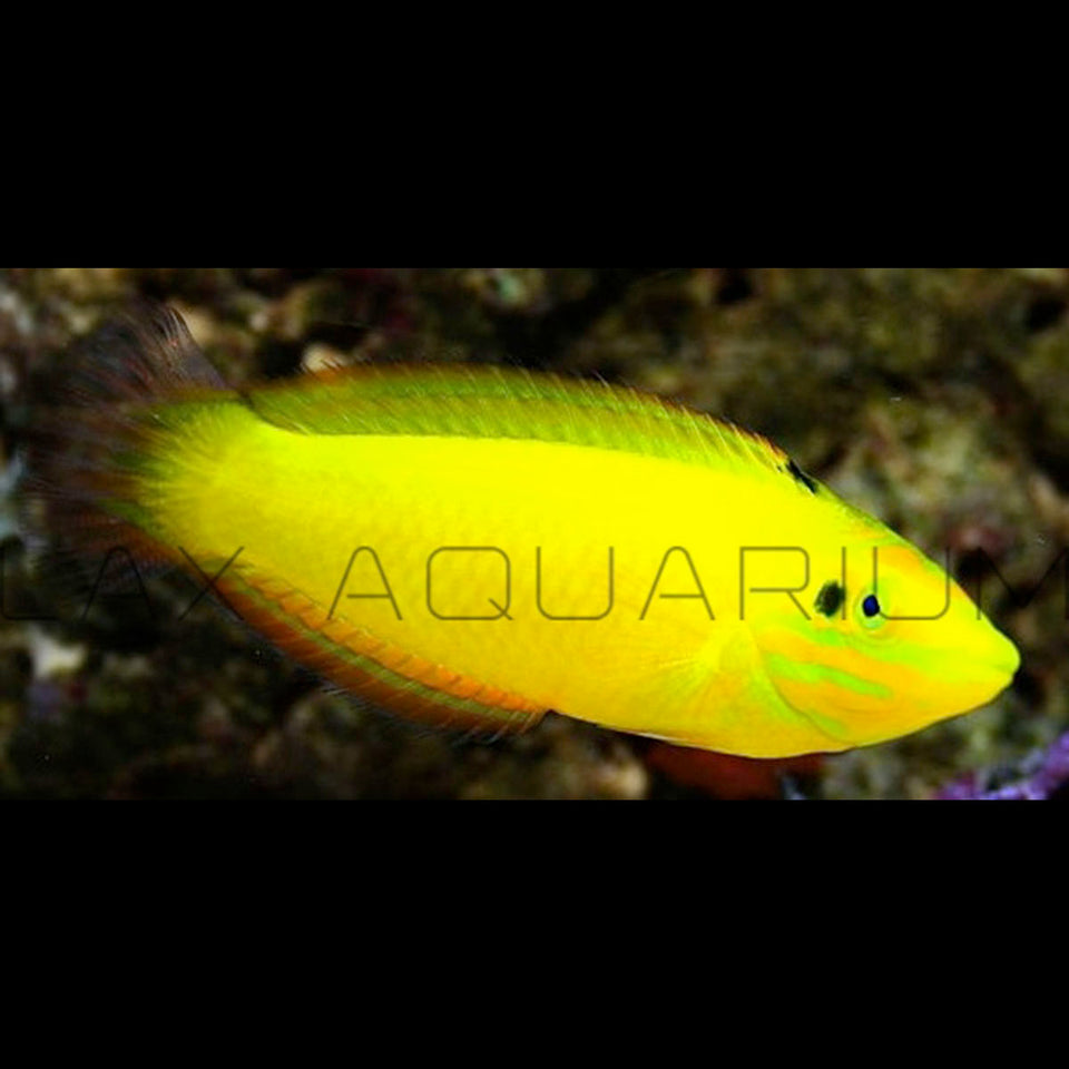 Wrasse for Sale