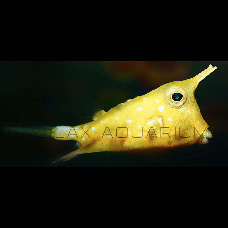 box fish for sale near me Blue Boxfish Aquatic Collection Aquarium BOXFISH - CUBICUS Ostracion cubicus