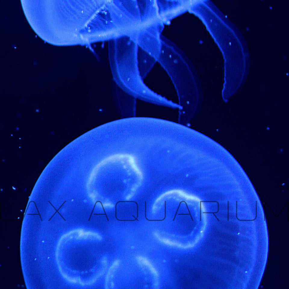 Jellyfish for sale