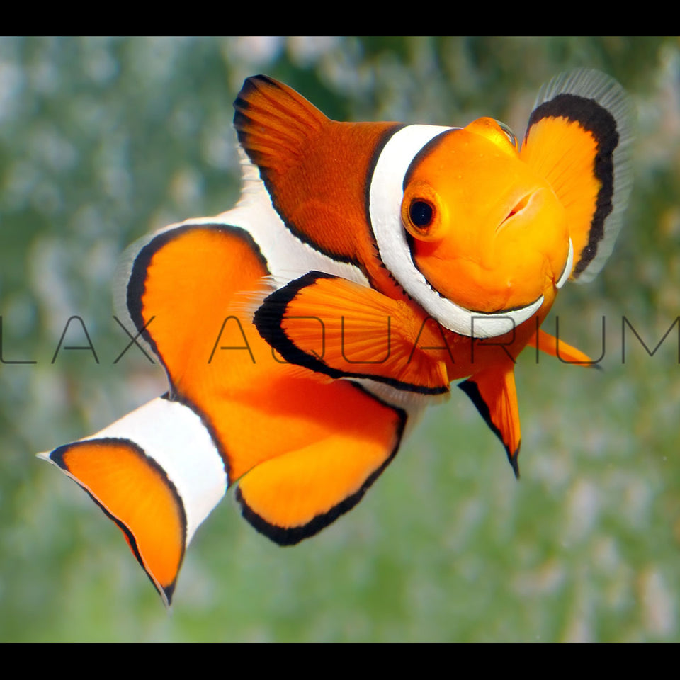 Clownfish for Sale