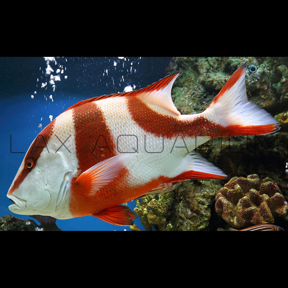 Emperer Snapper Snapperfish for sale – LAXAquarium.com