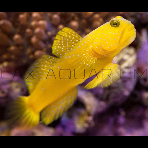 Goby for sale