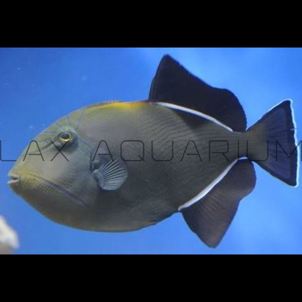 Trigger Fish for sale