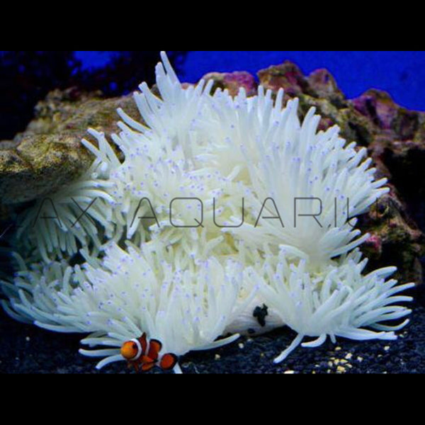 Anemones for Sale