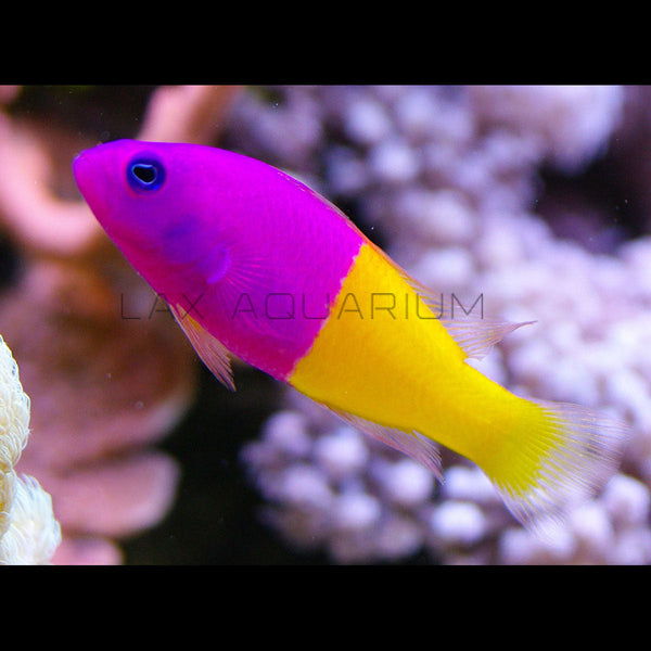 Bicolor Pseudochromis
