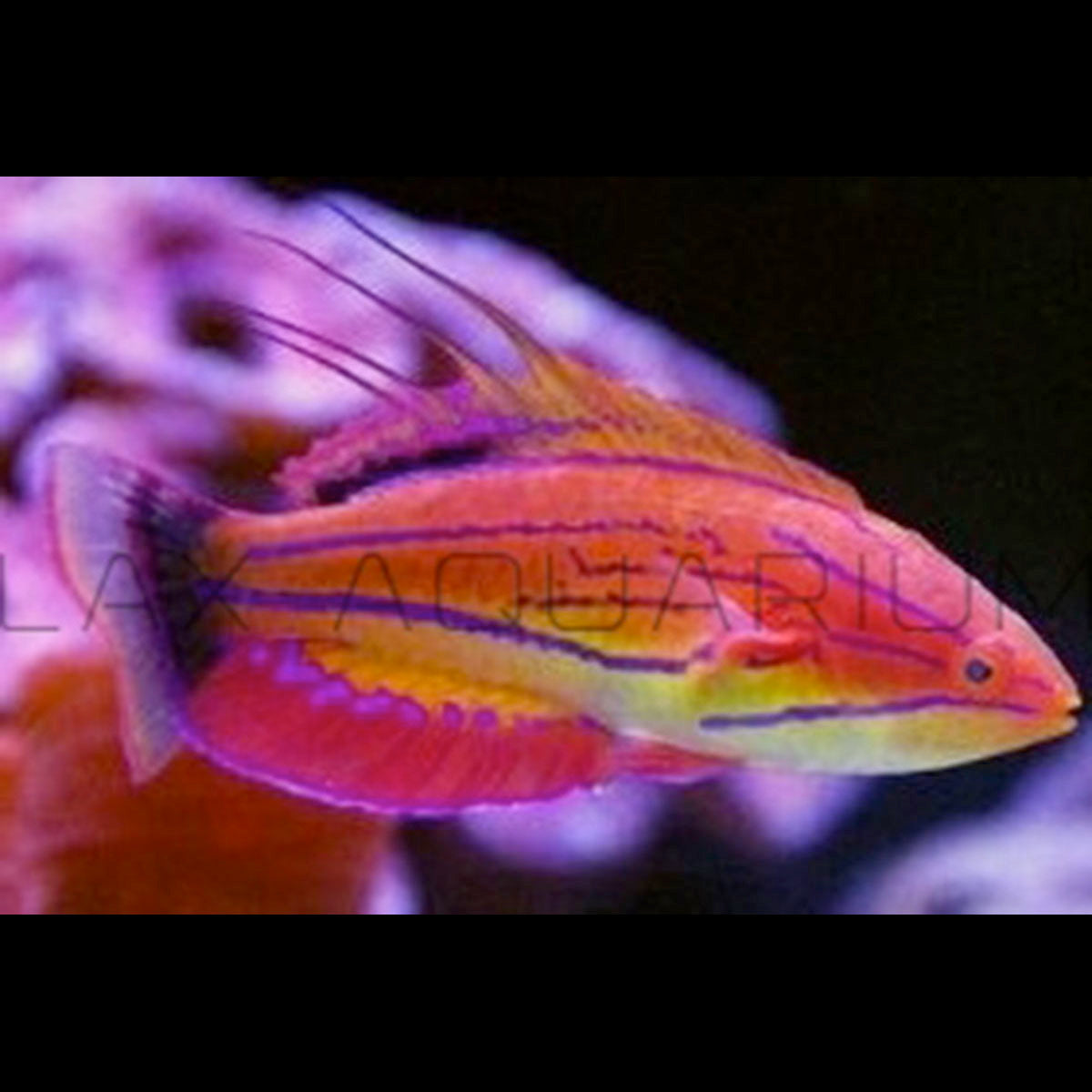 Carpenter Flasher Wrasse