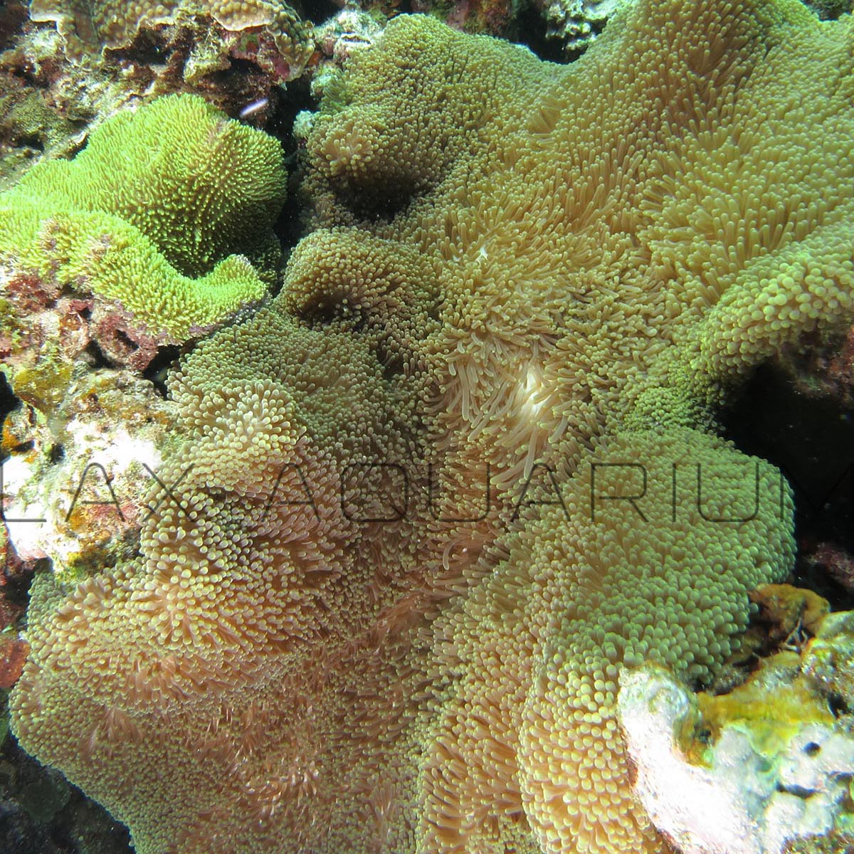 Colored Carpet Anemone
