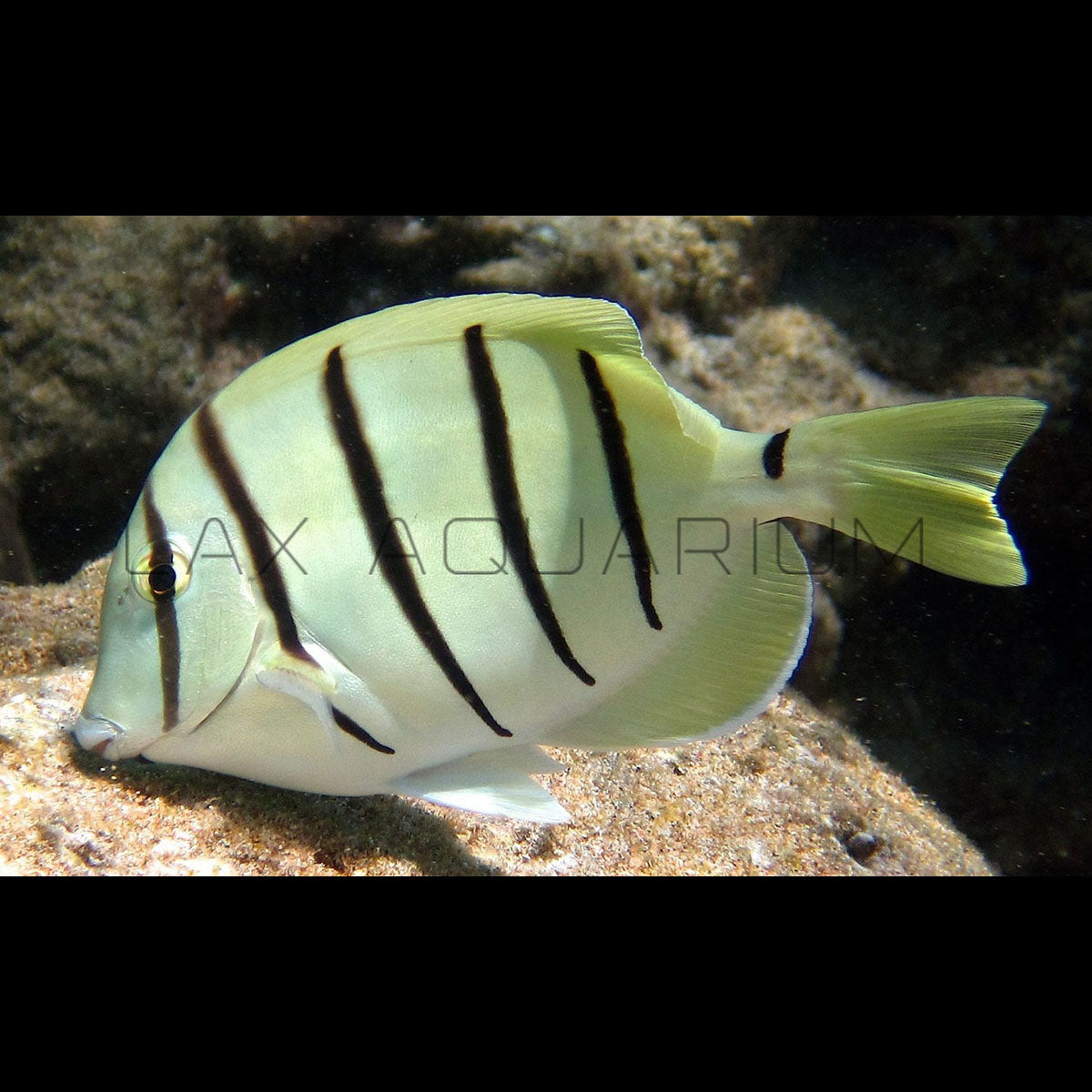 Convict Tang
