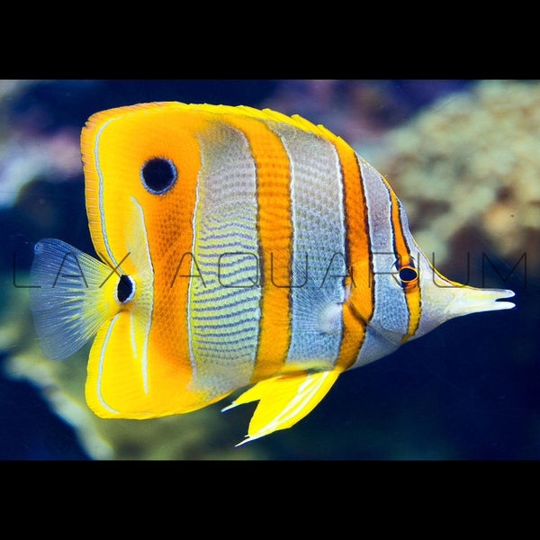 Copperband Butterfly Fish