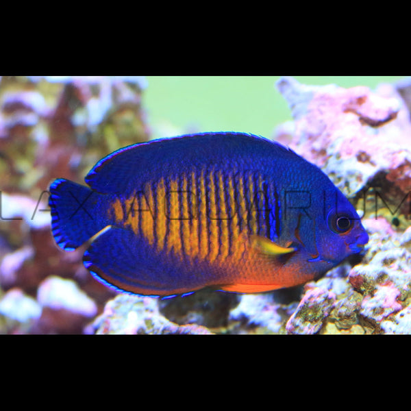 Coral Beauty Angelfish