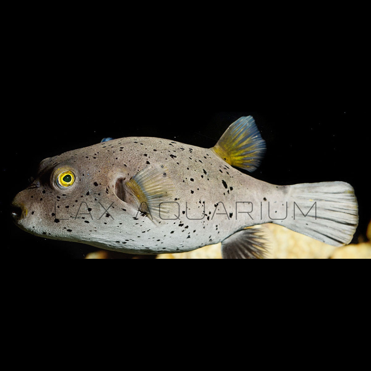 Dogface Puffer AKA Yellow Belly Dogface Puffer