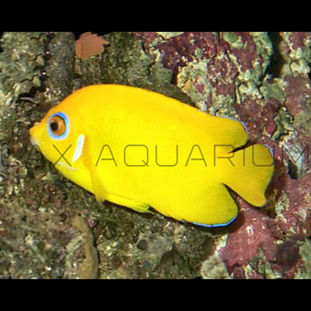 False Lemonpeel Angelfish