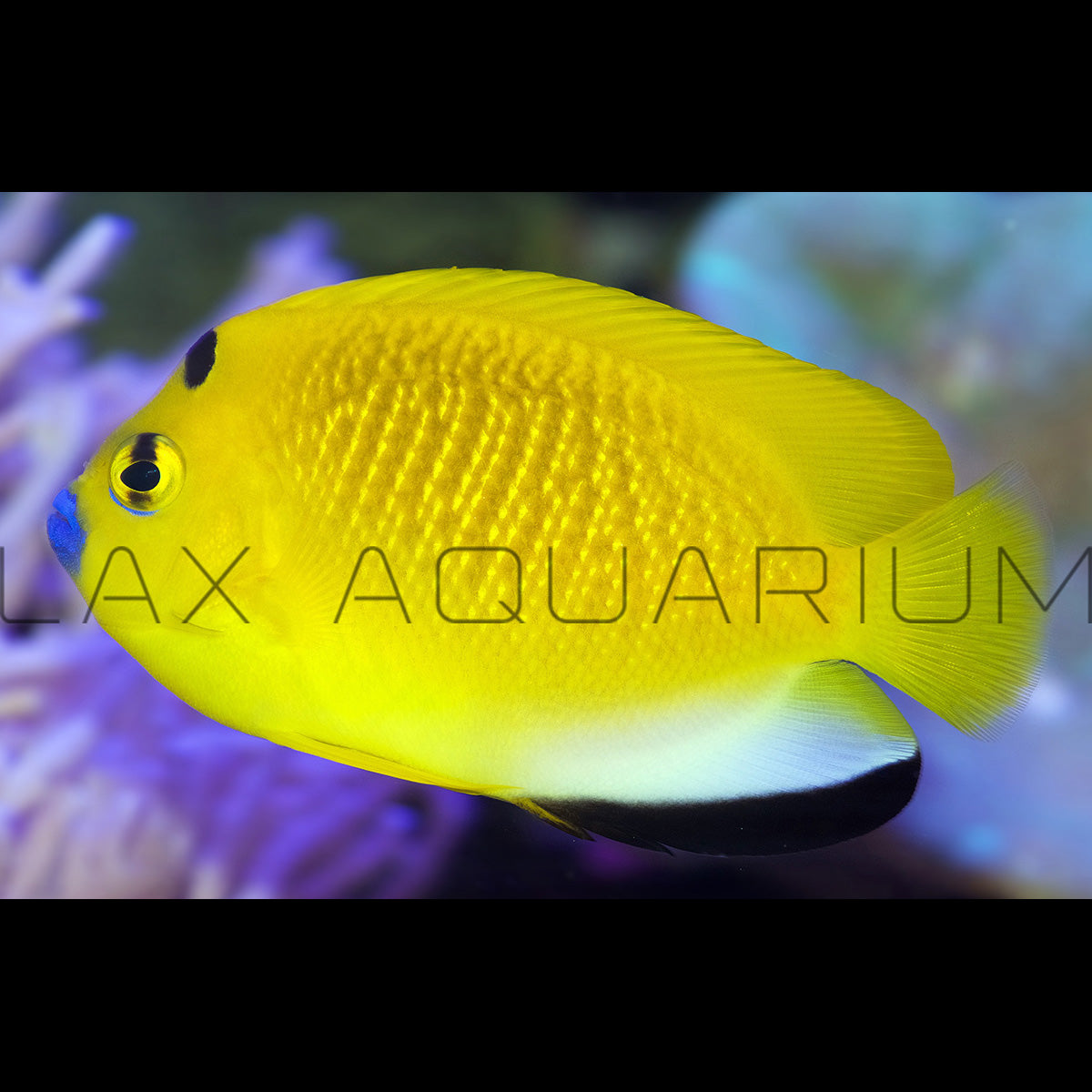Flagfin Angelfish