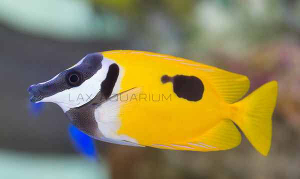 Detail photo for Foxface Rabbitfish