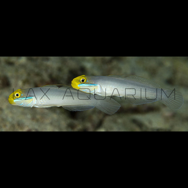 Golden Head Goby