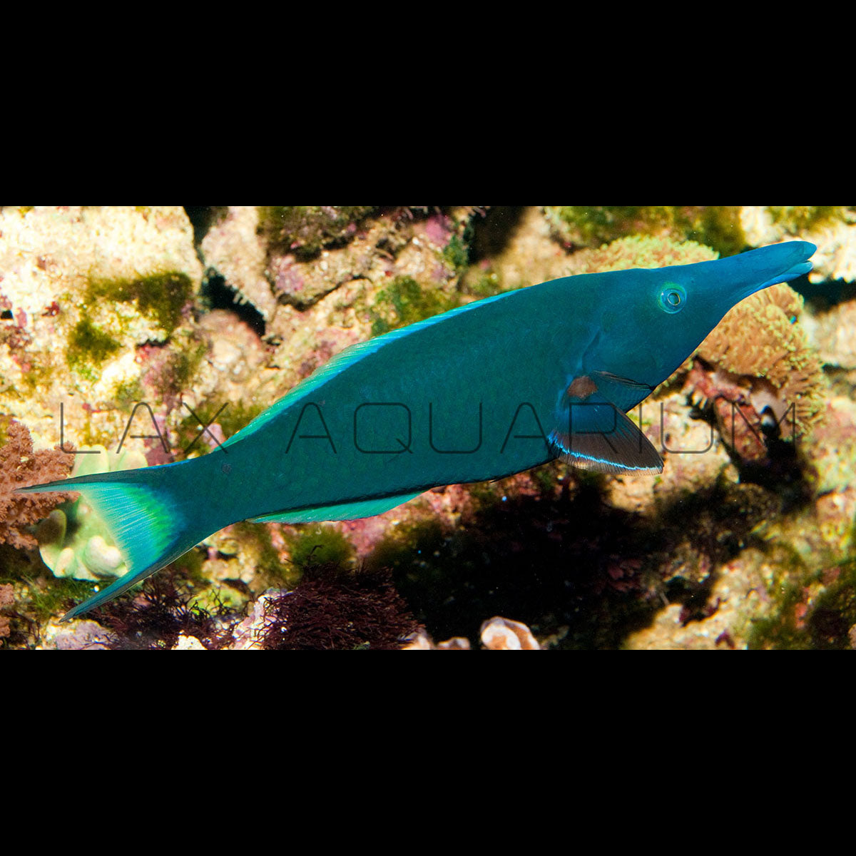 Green Male Bird Wrasse