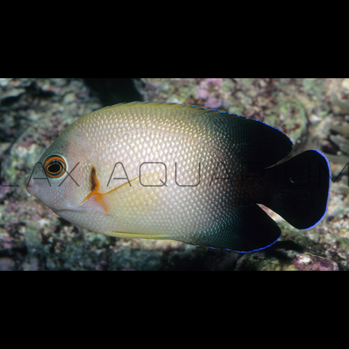 Half Black Angelfish