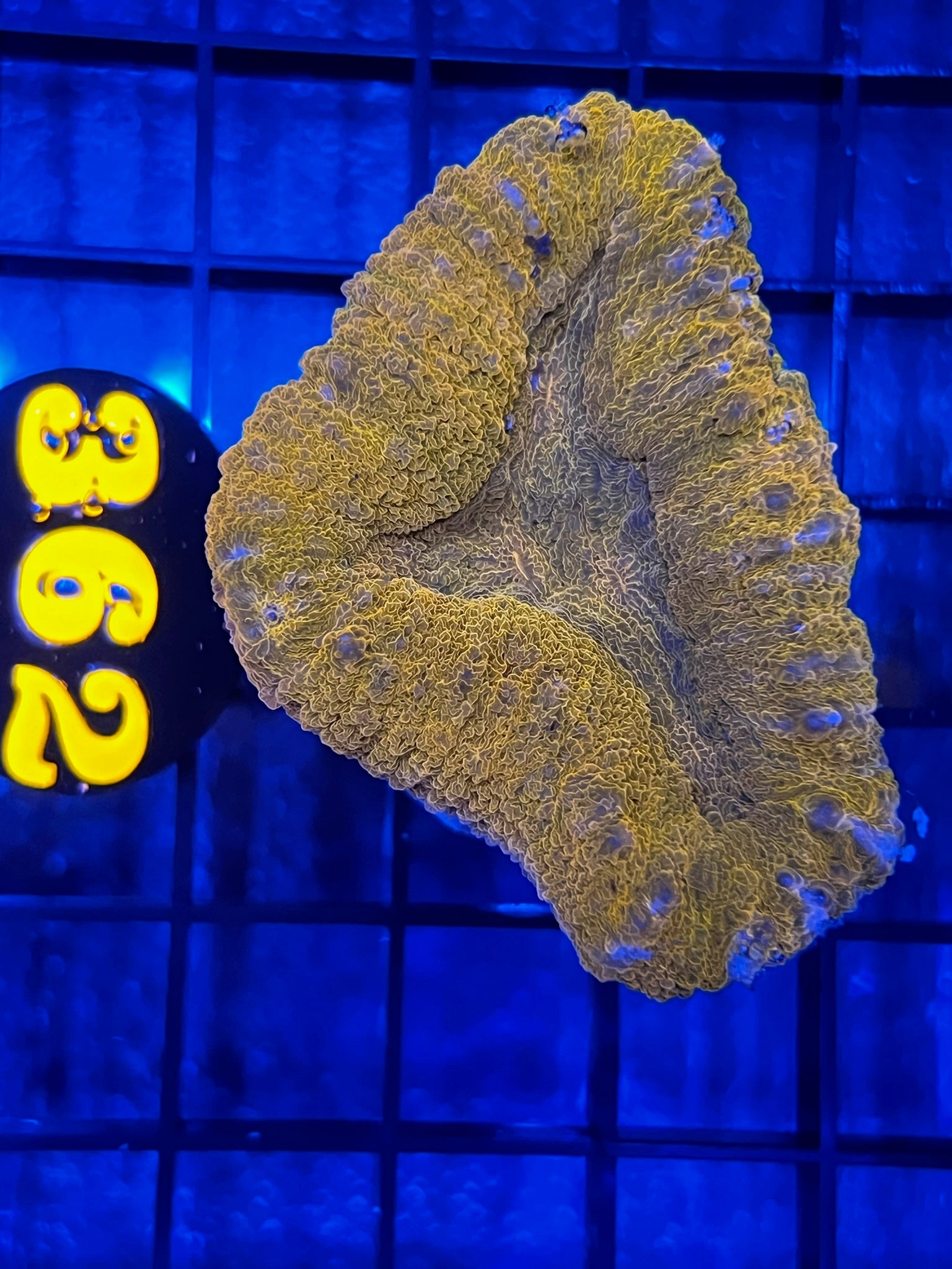 Episode 438 Live Sale Orange Tag 362 GOLD LOBO Get This Amazing WYSIWYG Coral Direct from LAX