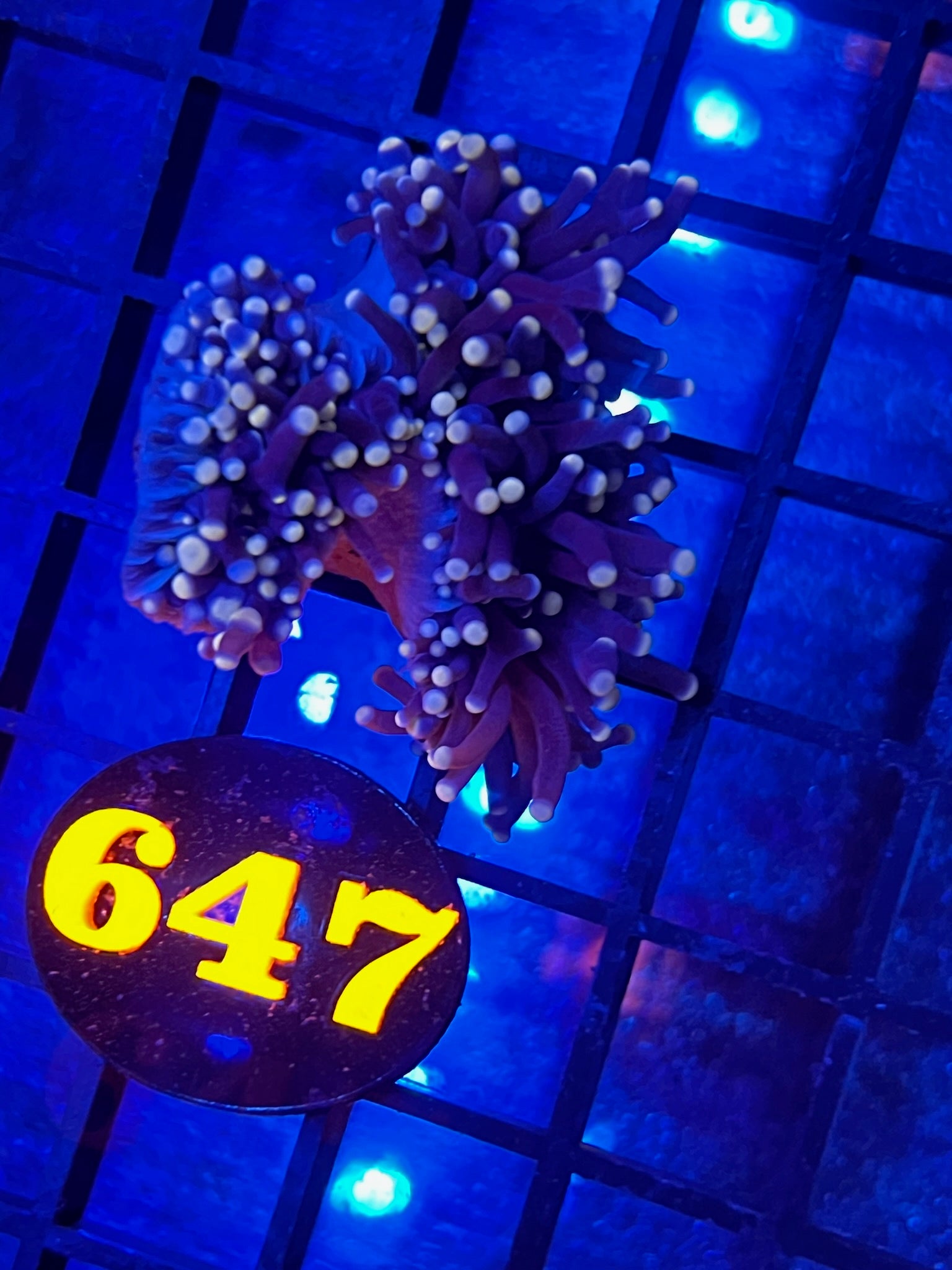 Episode 468 Live Sale Orange Tag 647 INDO JOKERS TORCH Get This